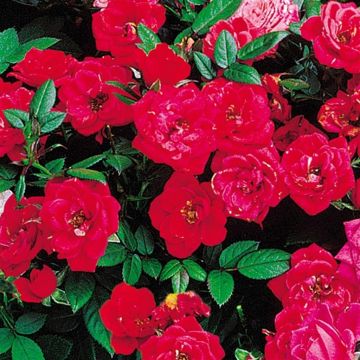 Ground Covering Roses Red