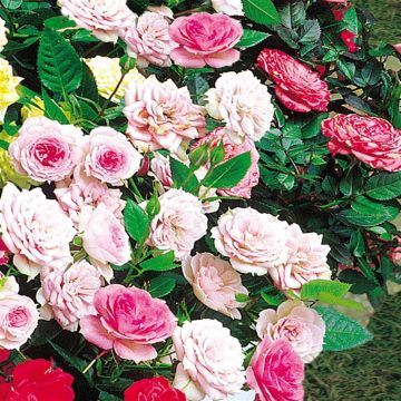 Ground Covering Roses Pink