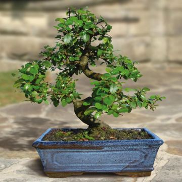 bonsai-elm-20cm 1