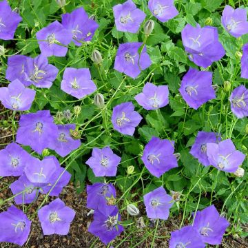 Campanula carpatica Blue