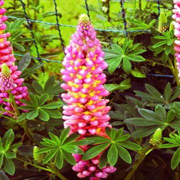 Lupine Pink