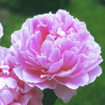 Paeonia lactifl. Sarah Bernhard