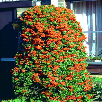 Pyracantha Vuurdoorn