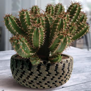 Cactus Euphorbia Canariensis