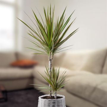 dracaena bicolor