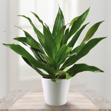 Dracaena Green Jawel
