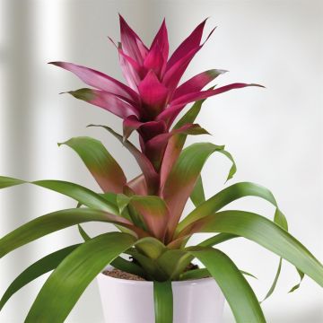 Guzmania purple