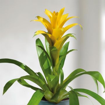 Guzmania yellow