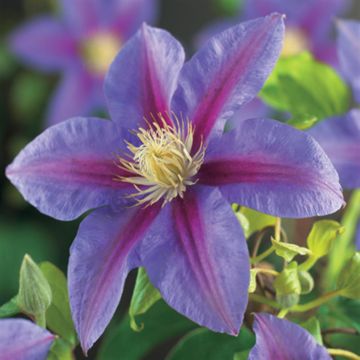 Clematis patens Barbara Jackman