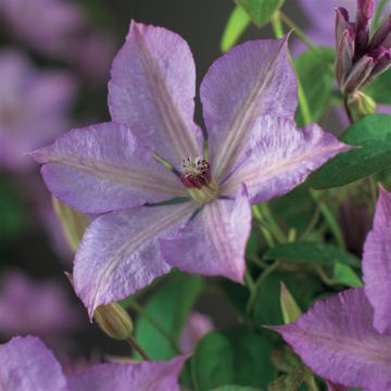 Clematis Margareth Hunt