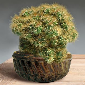 cactus Peruvianus Monstrous