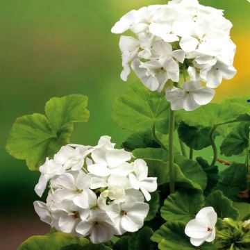 Geranium Apollo White