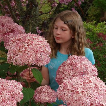 Hydrangea Annabelle Red