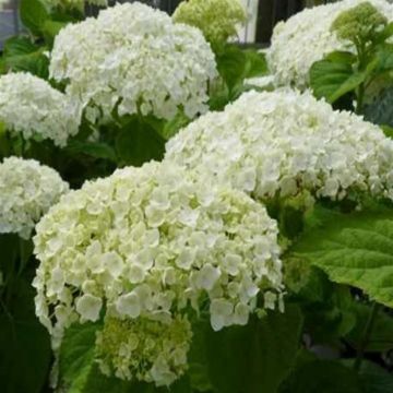 hydrangea incrediball Annabelle