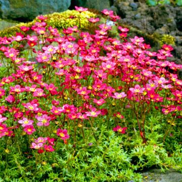 Saxifraga Highland Red