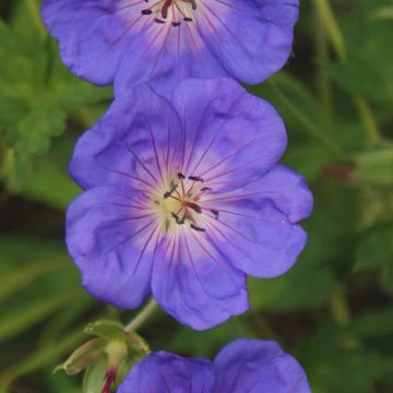 Geranium Rozanne