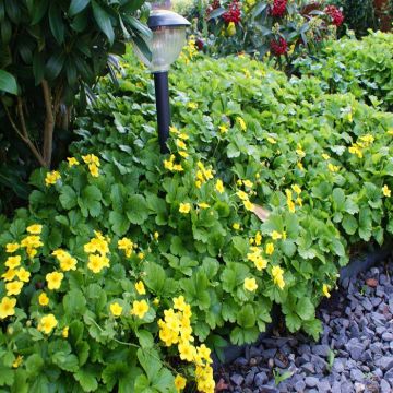 Walsteinia ternata 2