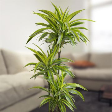 dracaena-lemon-lime-v2
