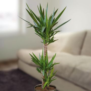 Yucca Elephantis 24 cm