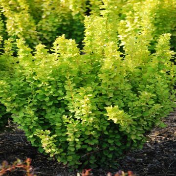 Berberis Thunbergii Maria