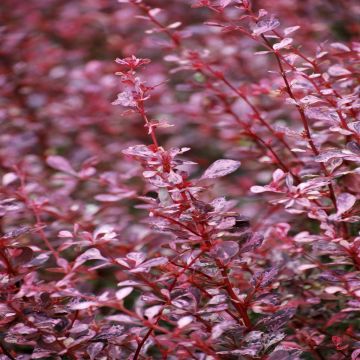 Berberis Thunbergii Pink Queen