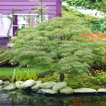 Acer palmatum Disectum