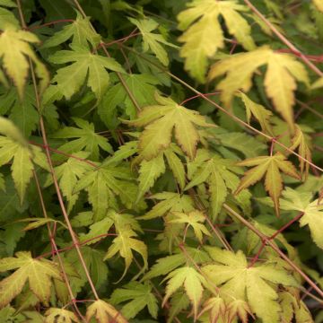 Acer palmatum Katsura