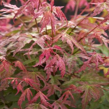 Acer palmatum Phoenix