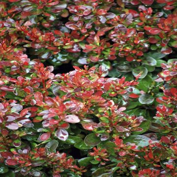 Berberis thunbergii Bagatelle