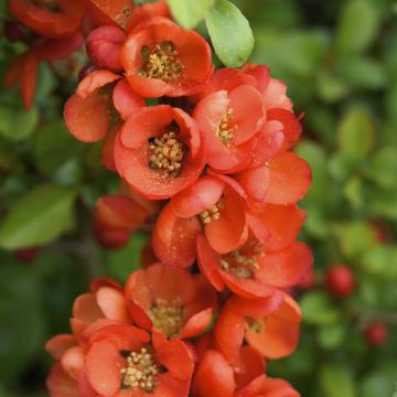 Chaenomeles Japonica Sargentii