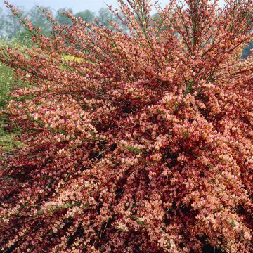Cytisus Frisia