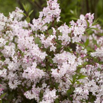 Deutzia purpurascens Kalmiiflora