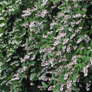 Deutzia scabra Plena