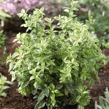 Eunymus fortunei Harlequin