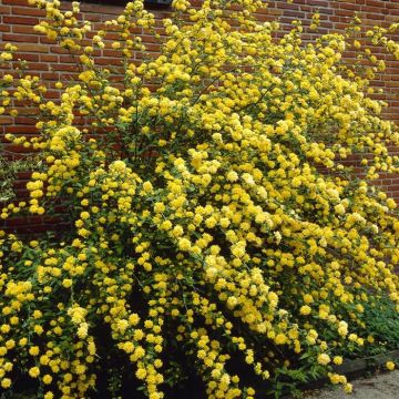 Kerria japonica Pleniflora
