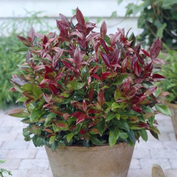 Leucothoe Zeblid