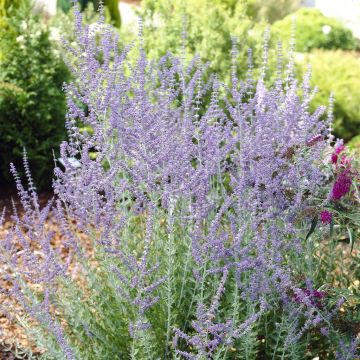 Perovskia Blue Spire