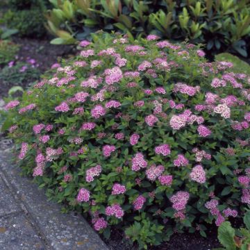 Spiraea japonica Little Princess
