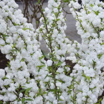 Spiraea nipponica Snowmound