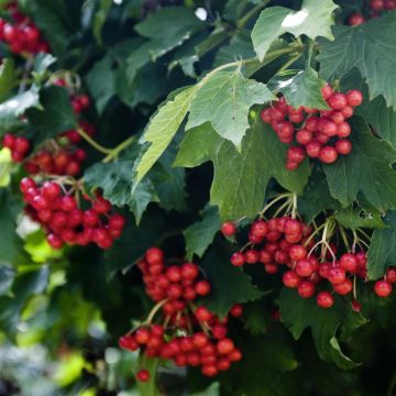 Viburnum opulus Compactum
