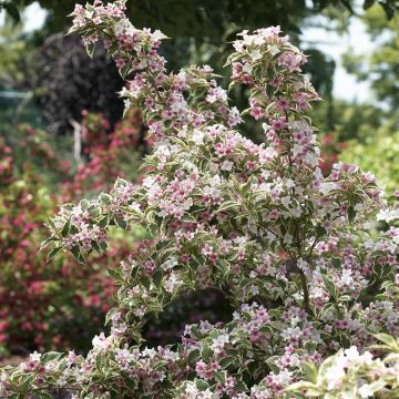 Weigela Nan Variegata