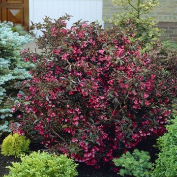 Weigela florida Alexandra