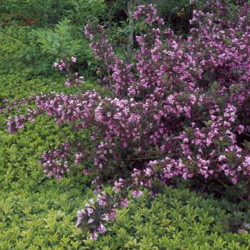 Weigela florida Foliis Purpureis
