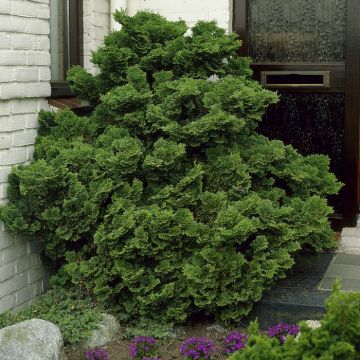Chamaecyparis obtusa Nana Gracilis