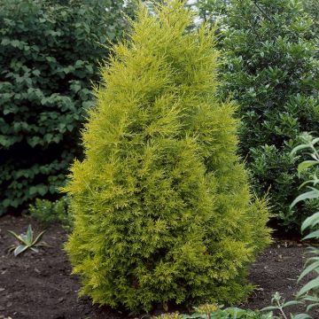 Cupressus Goldcrest