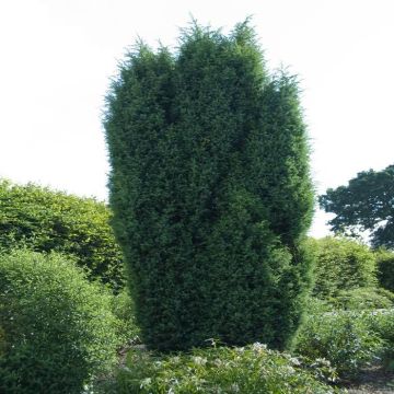Juniperus communis Suecica