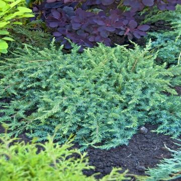 Juniperus conferta Schlager