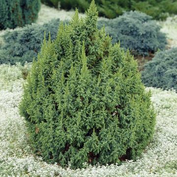 Juniperus pingii Loderi
