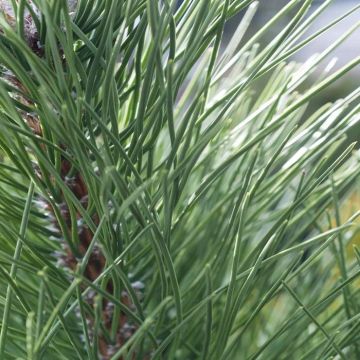 Pinus Sylvestris