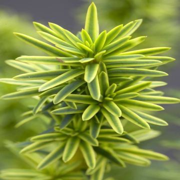 Taxus baccata David v2